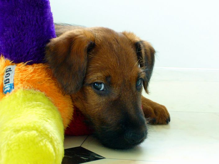 Irish Terrier - harmony, force, emotions.