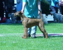 MONTELLE STAR OF THE RING