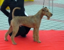 MR. IRISHMAN OF THE HUNTERRIERS