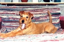 Irish Terrier puppies.