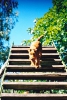Irish Terriers - the best