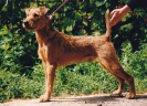 Irish Terriers in Latvia.