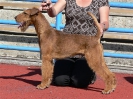Irish Terriers on the Baltic Shows.