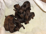 Irish Terrier Puppies