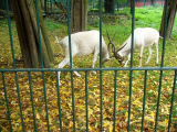 Zooloģiskais dārzs