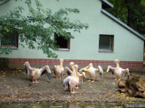 Zooloģiskais dārzs