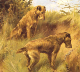Irish Terriers