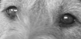 b_160_160_16777215_00_images_stories_glaza12.jpg