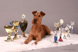 Anluan Prince Ofthieves with prizes (at 1 year of age).