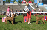 Champion's Family Ramsey & Adon Zolotoy Shmel