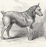 Ch Daniell II