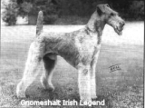 Gnomeshalt Irish Legend